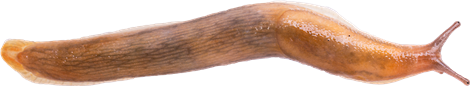 Arion fuscusBRUN SKOGSSNIGEL8,7 × 47,0 mm